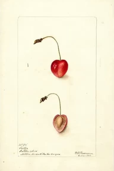 Pomological poster
