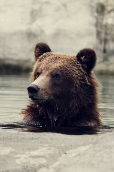 Seul au milieu des ours poster