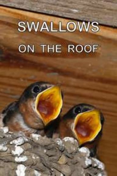 Swallows on the Roof poster