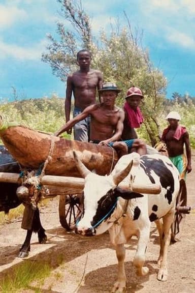 Coups de hache pour une pirogue poster