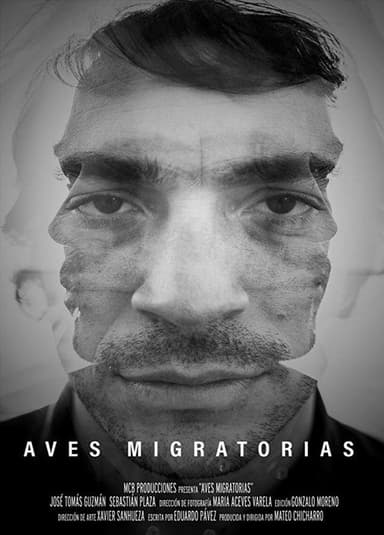 Migratory Birds poster