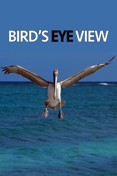 Bird's Eye View poster