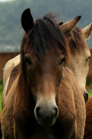 Manipuri Pony poster