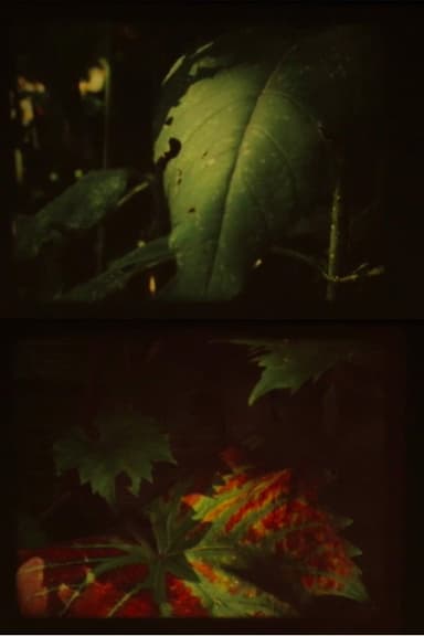 Autumn Fog poster