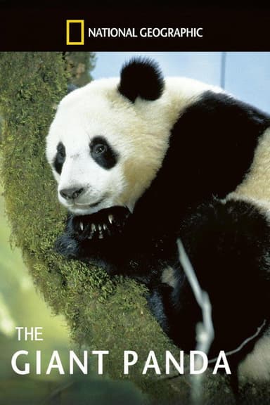 The Giant Panda poster