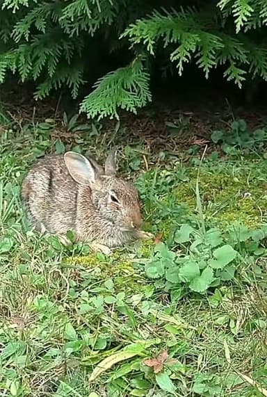 Comforting A Dying Rabbit poster