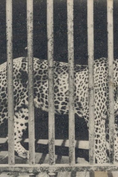 Zoo poster