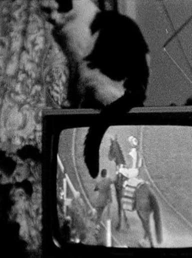 Cat on TV poster
