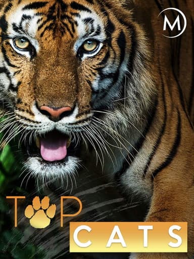 Top Cats poster