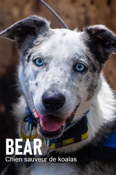 Bear, chien sauveur de koalas poster