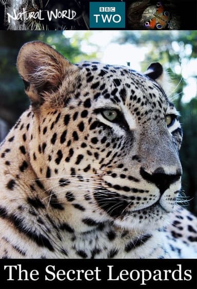 The Secret Leopards poster