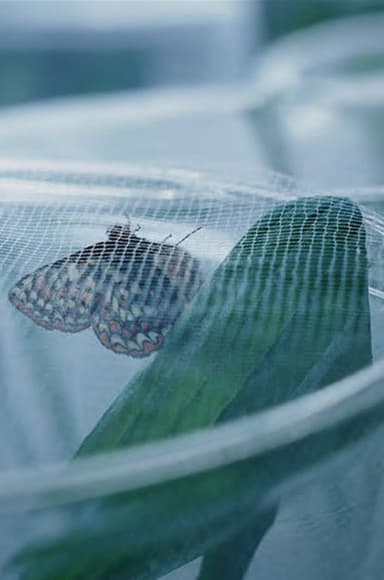 The Butterfly Lab poster