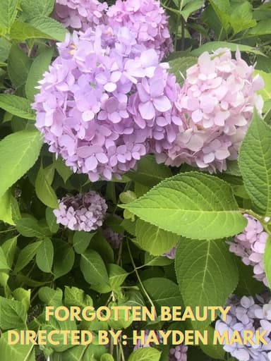 Forgotten Beauty poster