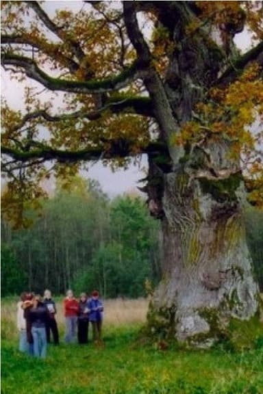 In the Shade of the Oak Tree poster