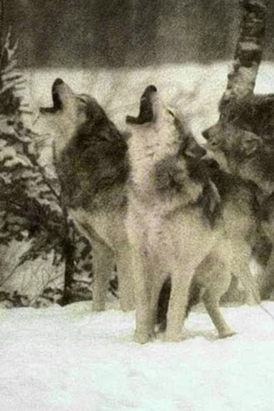 Wolf poster