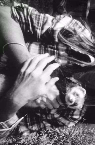 Ferrett Film poster