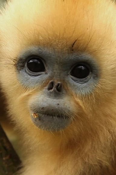 China's Golden Monkeys poster