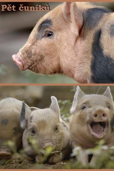 5 Little Pigs poster