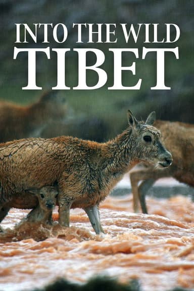 Into the Wild Tibet poster
