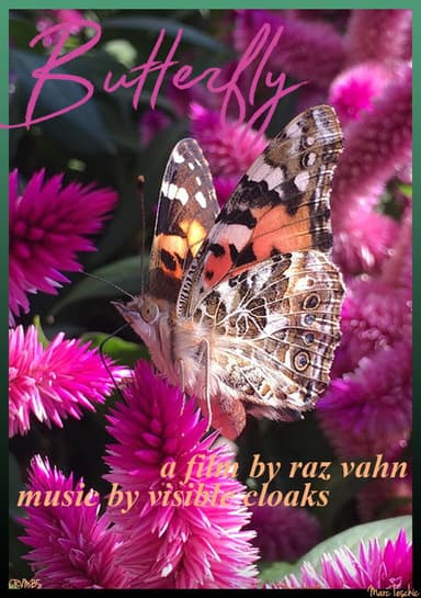 Butterfly poster