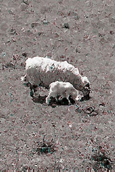 Sheep poster