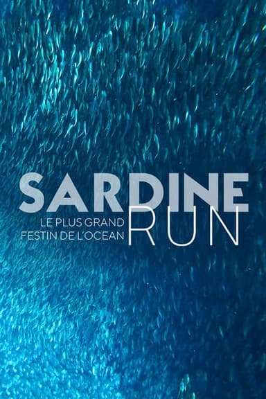 Sardine Run, le plus grand festin de l'océan poster