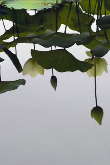 By the Lotus poster