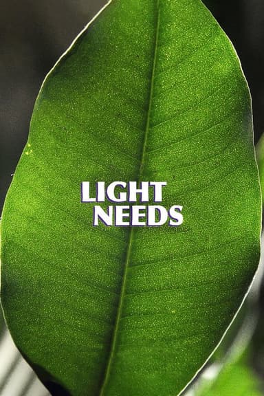 Light Needs poster