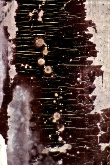 Ulm Kinole poster