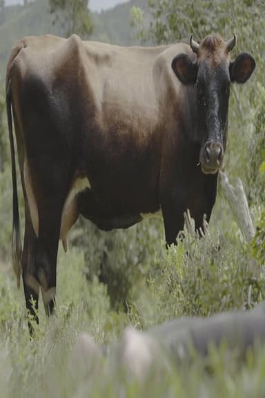 La josca poster