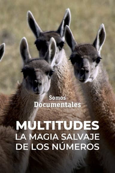 Multitudes: The Power of Numbers poster