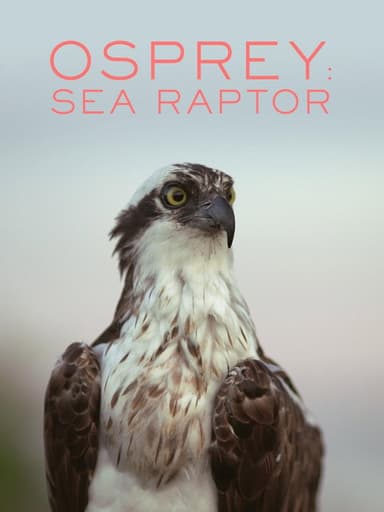 Osprey: Sea Raptor poster