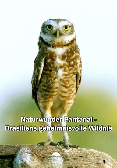 Naturwunder Pantanal - Brasiliens geheimnisvolle Wildnis poster