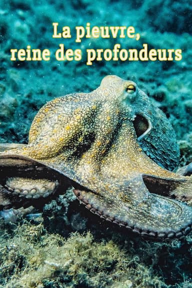 La pieuvre, reine des profondeurs poster