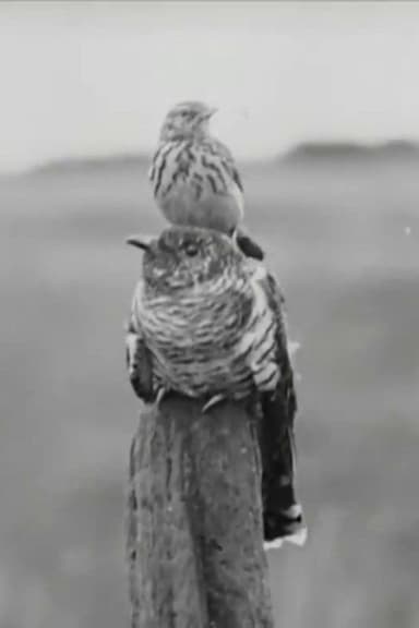 The Cuckoo's Secret poster
