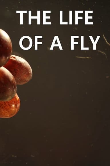 The Life of a Fly poster