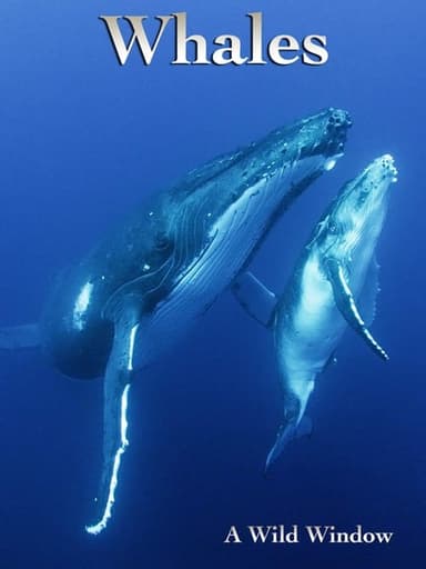 Wild Window: Whales poster