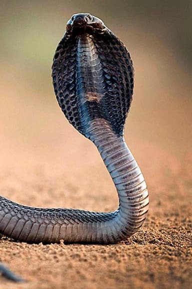 One Million Snake Bites poster