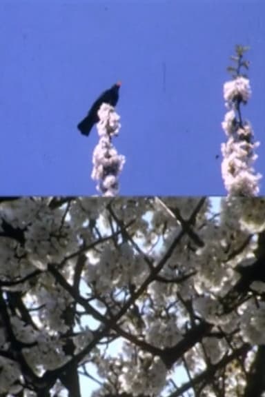 Mourning Garden Blackbird poster