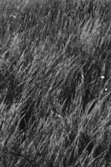 Grass poster