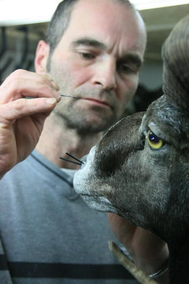 Taxidermist poster