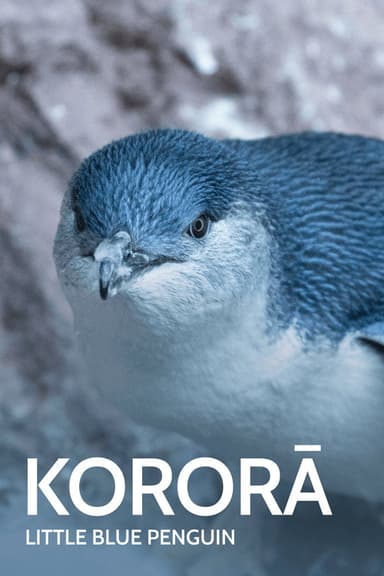 Kororā: Little Blue Penguin poster