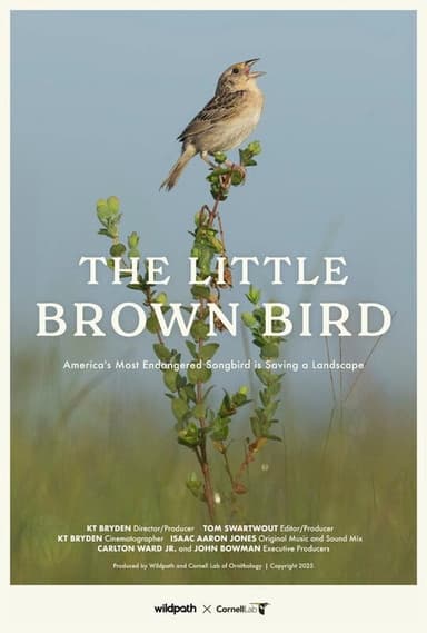 The Little Brown Bird poster