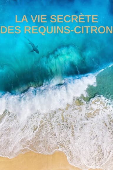 La vie secrète des requins citron poster