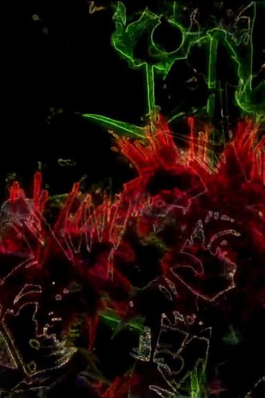 Monarda poster