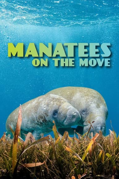 Manatees On The Move poster