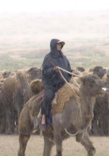 The Disappearing Camel Caravan poster