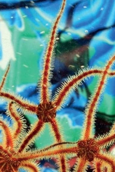 Aquariums poster