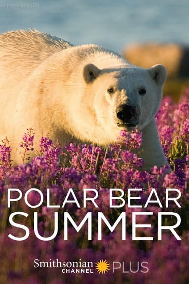Polar Bear Summer poster