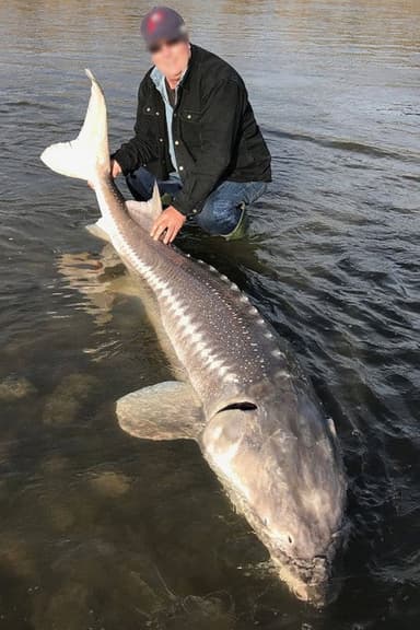L'esturgeon, un poisson atypique poster